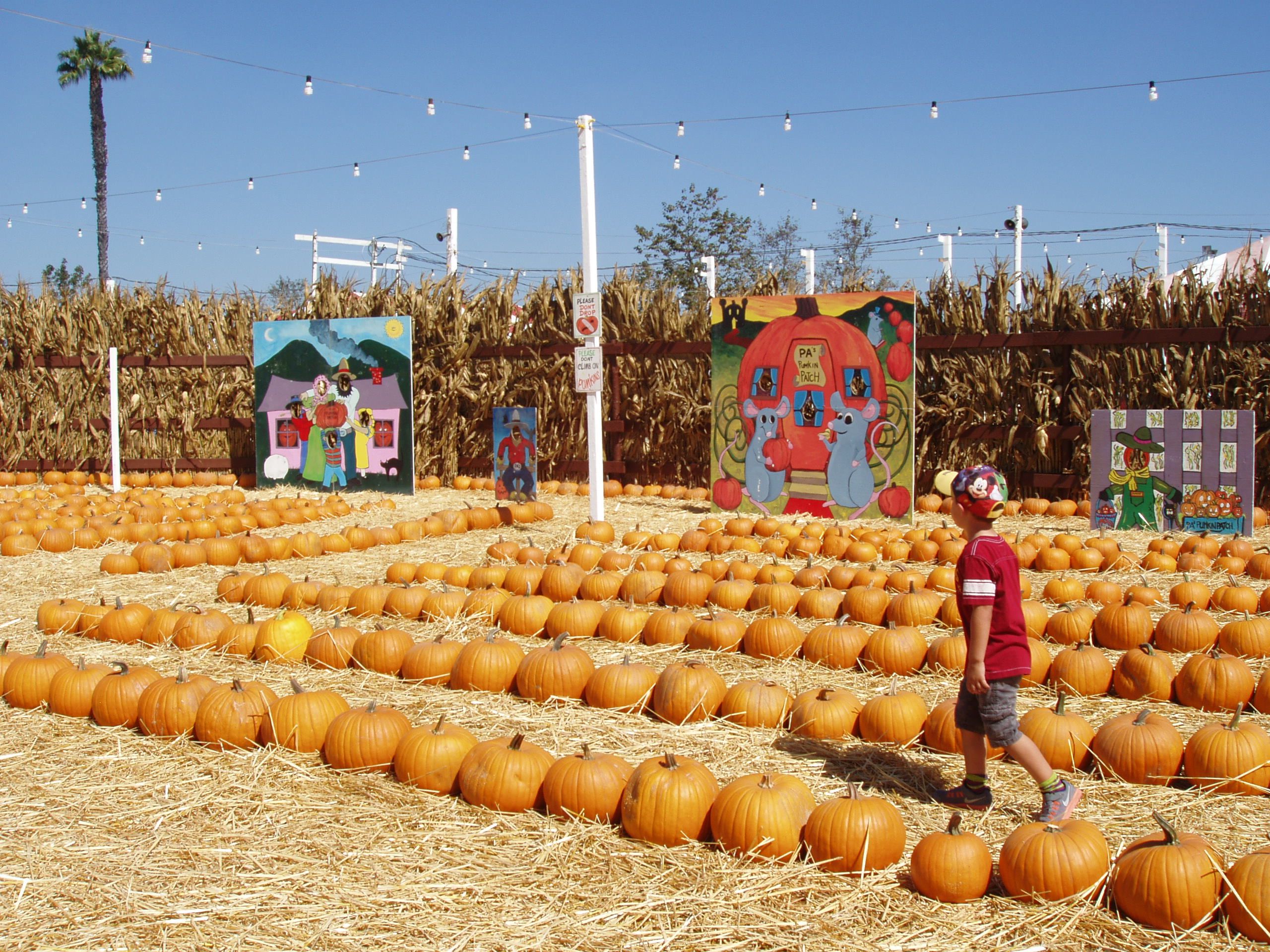 PumpkinPatch.jpg